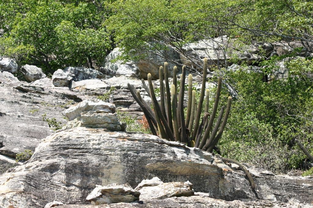 Facheiro - Pilosocereus piauhyensis