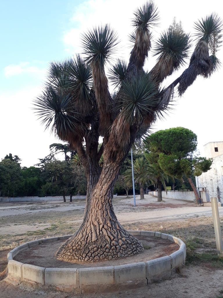 Pata de elefante ereta - Beaucarnea stricta