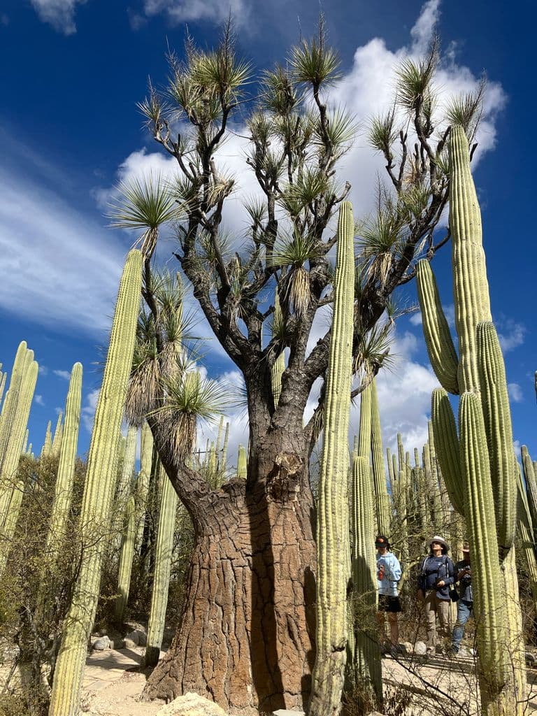Pata de elefante do México - Beaucarnea gracilis